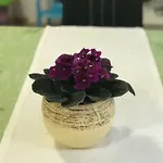 Jelena 2 * Цавтат