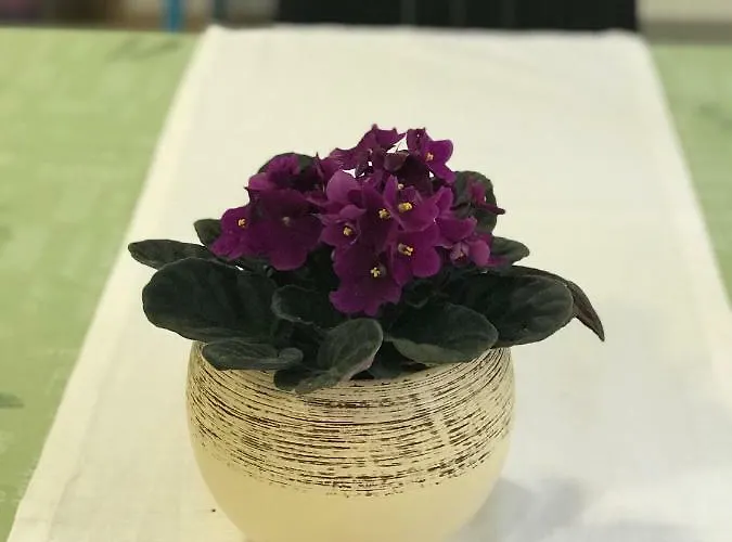 Jelena 2 * 챠브타트